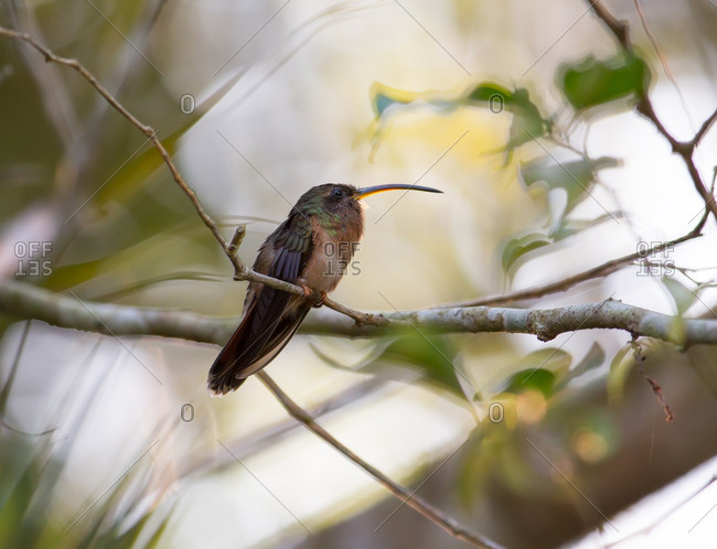 A Rufous-breasted hermit, Glaucis hirsutus, perching on a tree branch in the Atlantic rainforest.