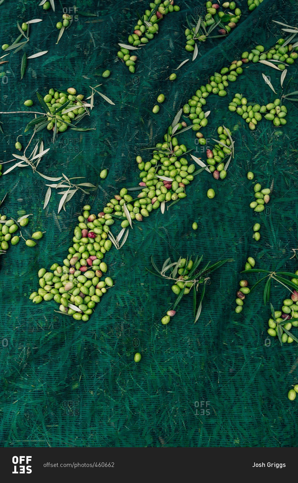 Harvested olive crop on netting