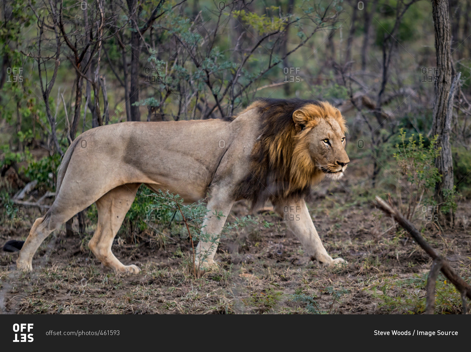 Wild African male Lion stalking its prey, Hluhluwe-Imfolozi Park, South Africa