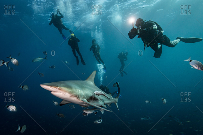 Scuba divers' encounter with large Oceanic Blacktip Shark (Carcharhinus Limbatus), Aliwal Shoal, South Africa