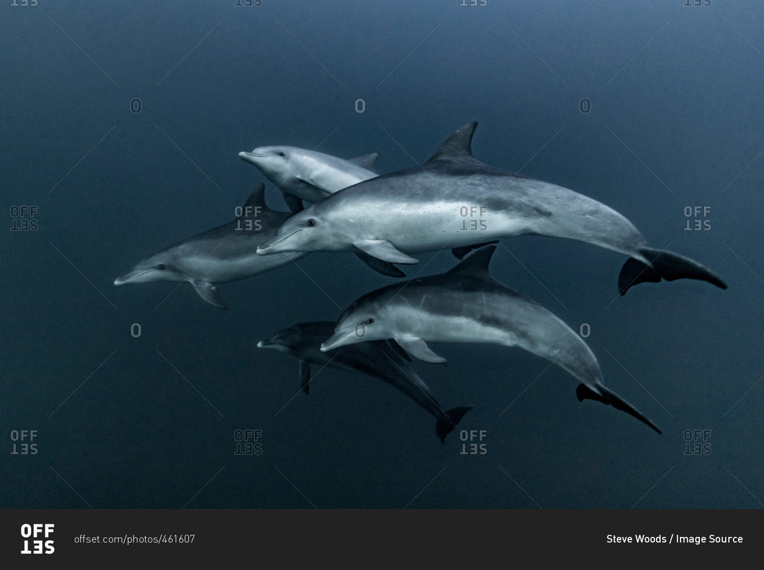 Pod of Common Dolphins hunting, Port St. Johns, South Africa