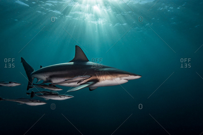 Oceanic Blacktip Shark (Carcharhinus Limbatus) swimming near surface of ocean, Aliwal Shoal, South Africa