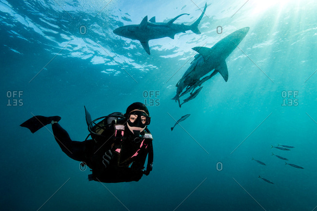 Diver surrounded by Oceanic Blacktip Sharks (Carcharhinus Limbatus) near surface of ocean, Aliwal Shoal, South Africa