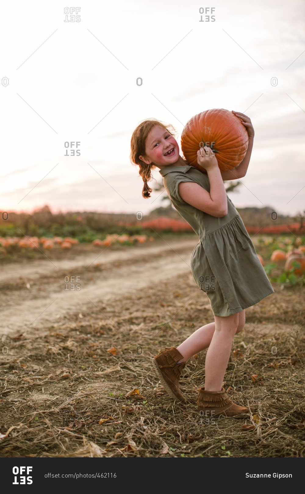 Girl carrying a heavy pumpkin at the pumpkin patch stock photo OFFSET