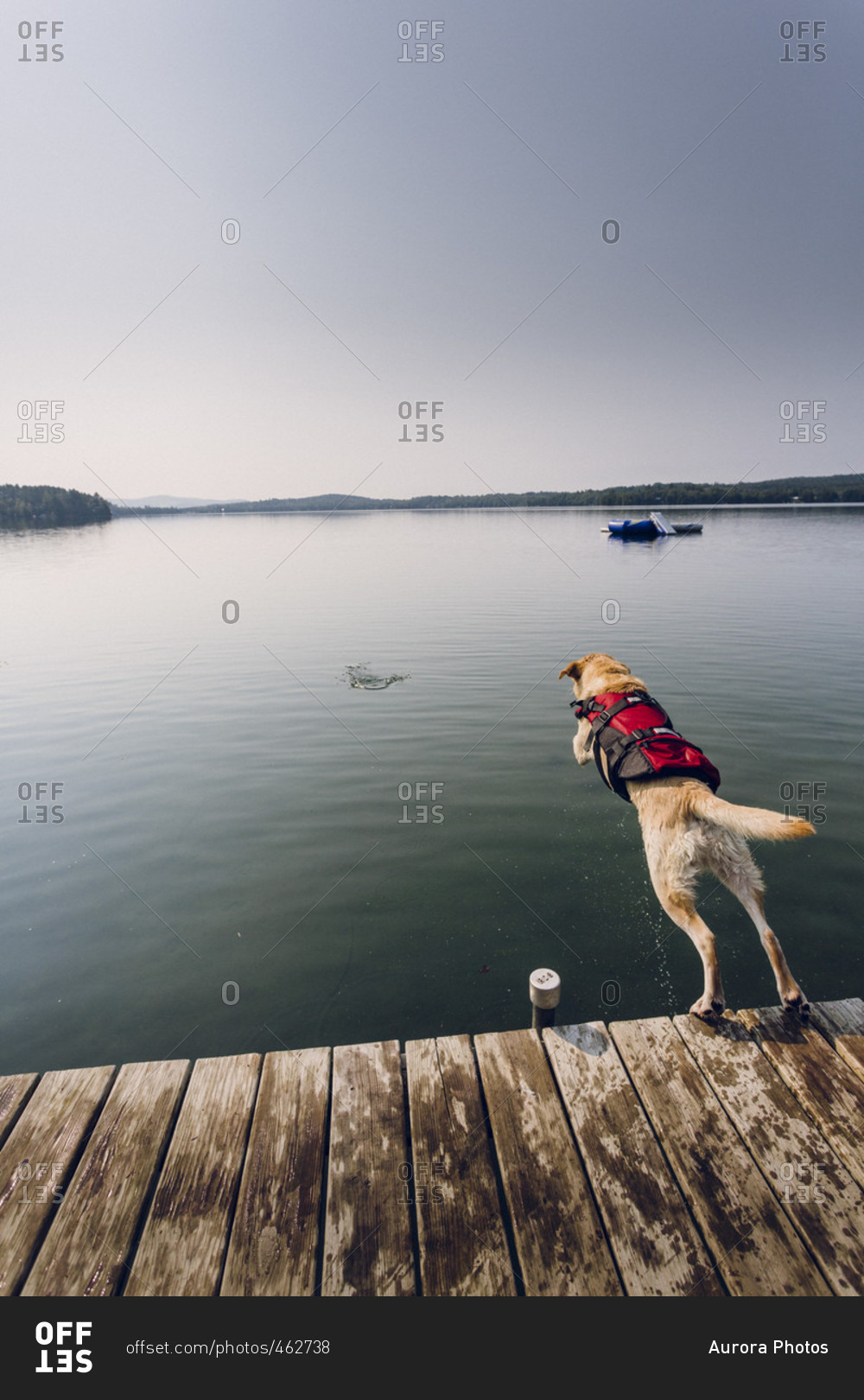 A Yellow Lab Jumping In Caspian Lake From A Dock stock photo OFFSET