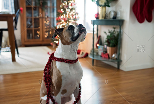 Dog with Christmas garland necklace