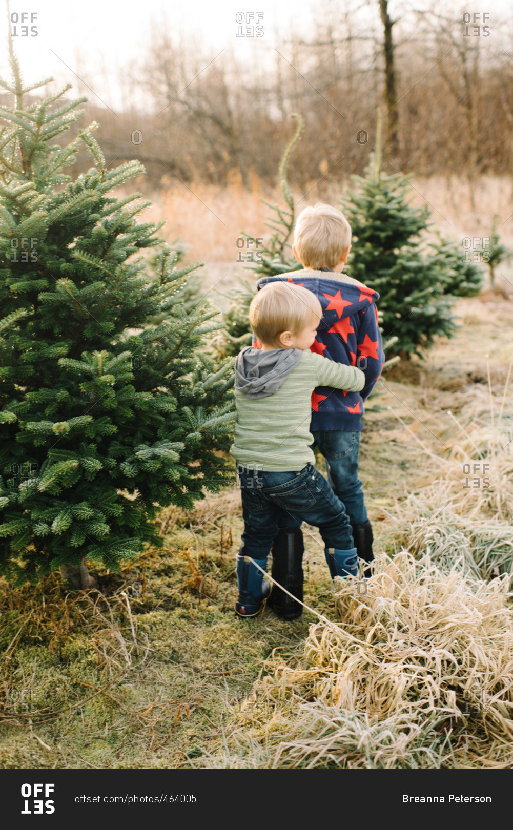 Little boy hugging his brother from behind on a tree farm stock photo ...