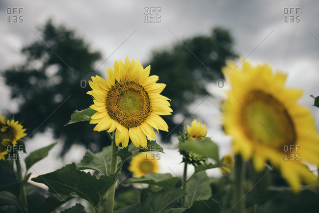 Sunflowers farm against sky during sunset