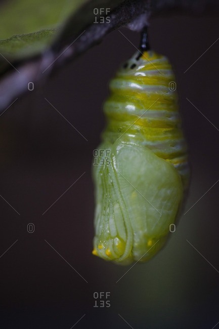 Close-up of cocoon hanging on twig