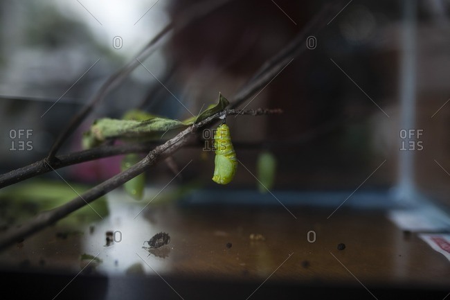 Close-up of cocoon hanging on twig in glass box