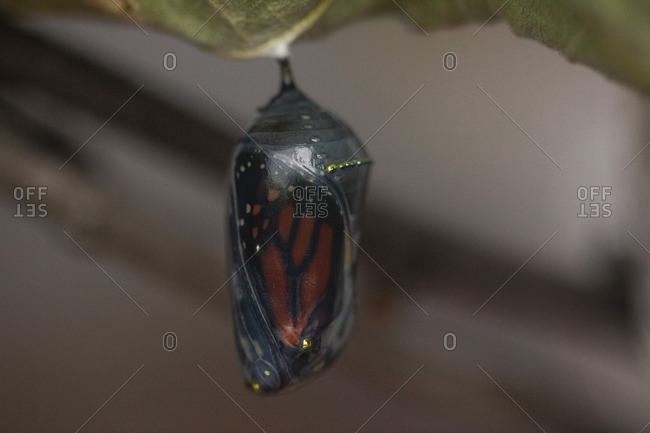 Close-up of cocoon hanging on plant stem