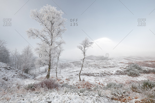 Frost covered trees on a snow and mist covered Scottish highland winter landscape