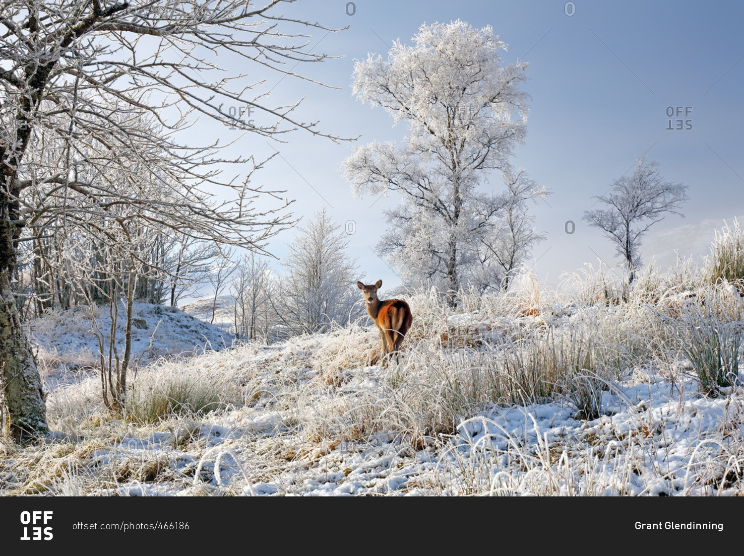A lone Red Deer hind on a snow, mist and frost covered winter landscape in the Scottish highlands