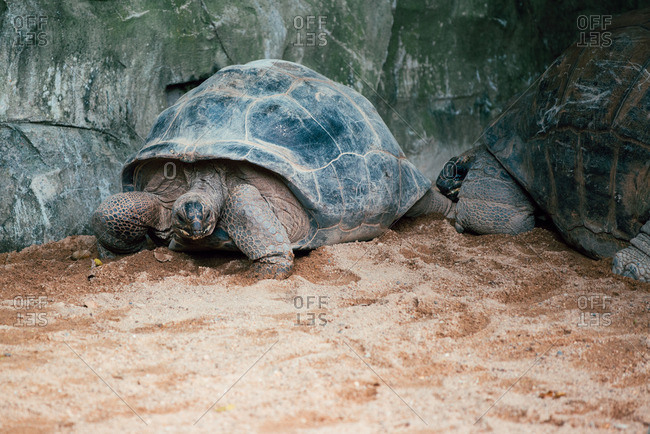 Galapagos giant tortoises in Guangzhou, China
