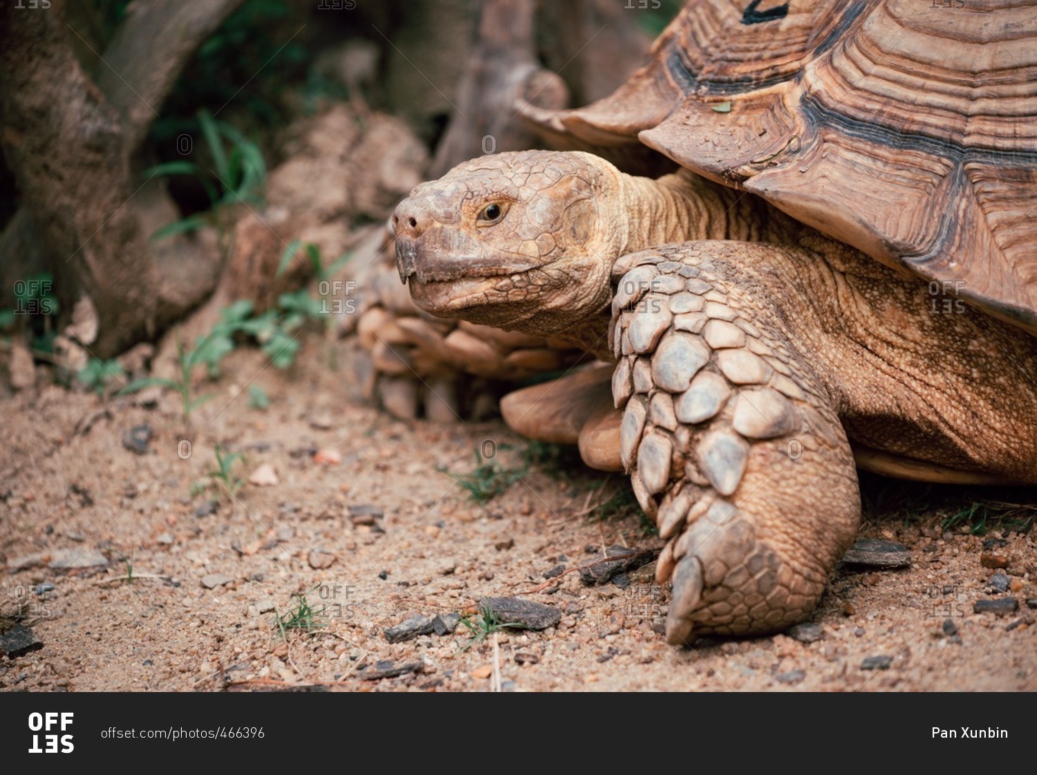 Sulcata tortoise in close up
