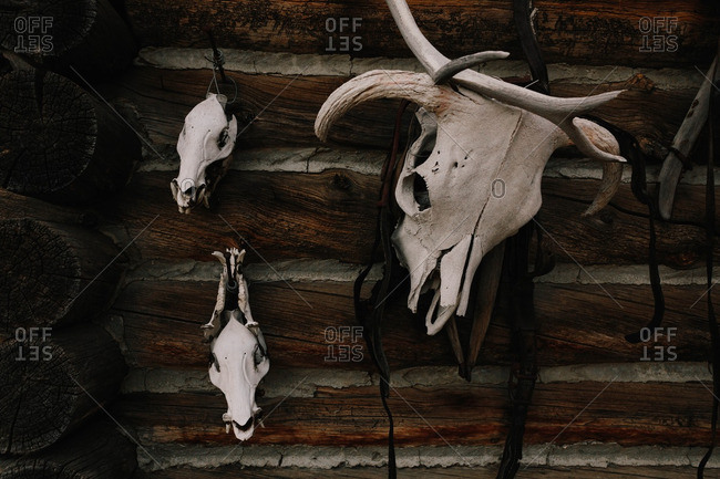 Animal skulls on the wall of a log cabin