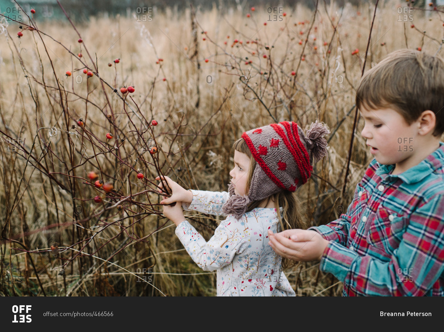 Brother and sister picking wild rose hips together