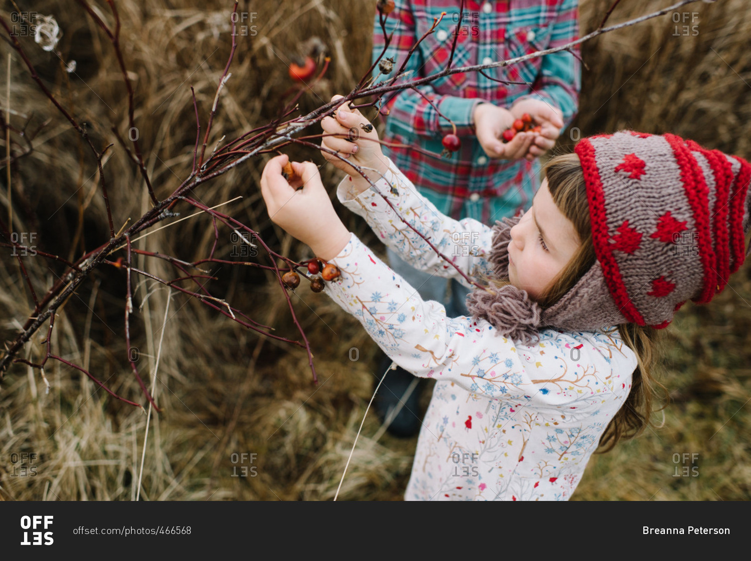 Children gathering wild rose hips together