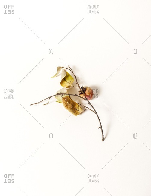 Persimmon on a branch on a white background