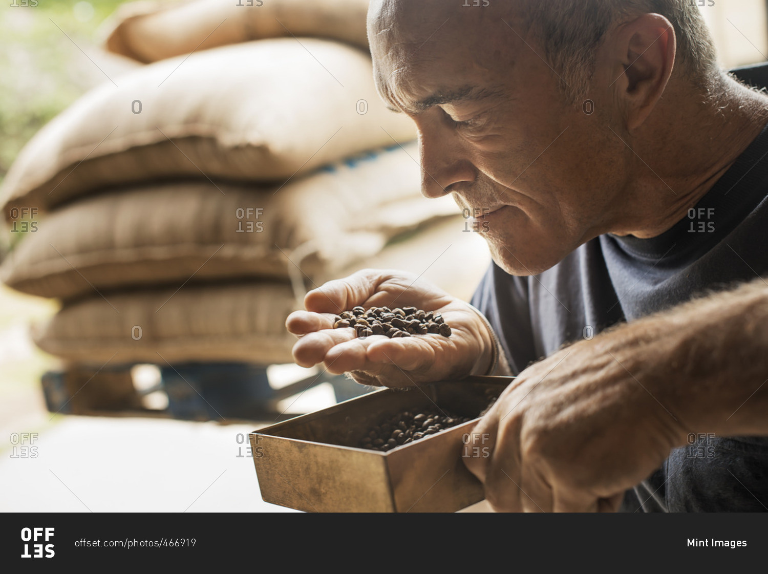 A man examining and smelling the aroma of beans at a coffee bean processing shed, on a farm