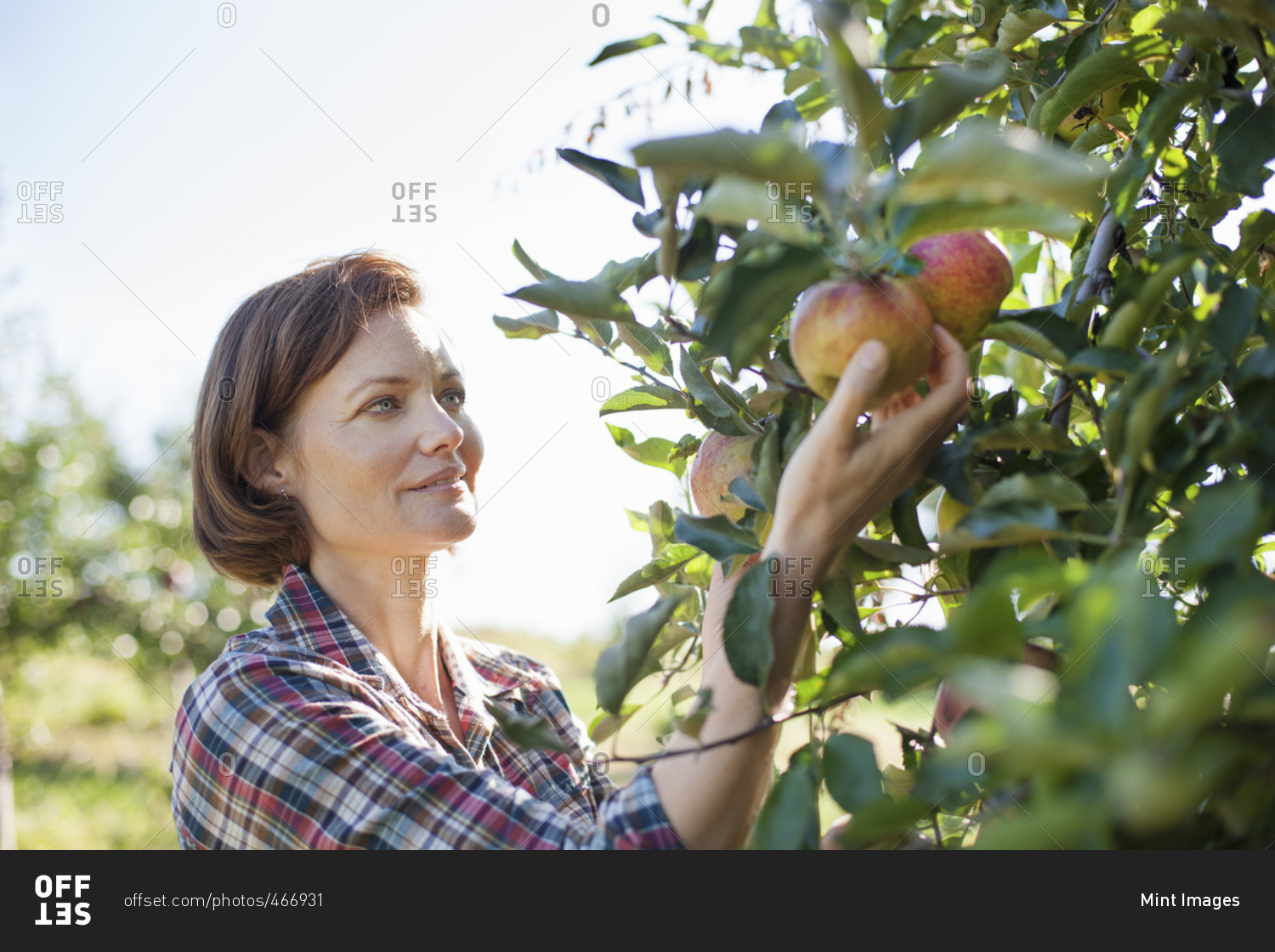 A woman in a plaid shirt picking apples in the orchard at an organic fruit farm