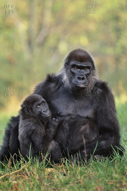 Lowland gorillas, Gorilla , Atlanta Zoo, Georgia