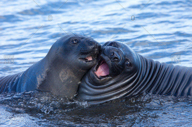 Southern Elephant Seal Pups, Mirounga leonina, South Georgia Island, Falkland islands