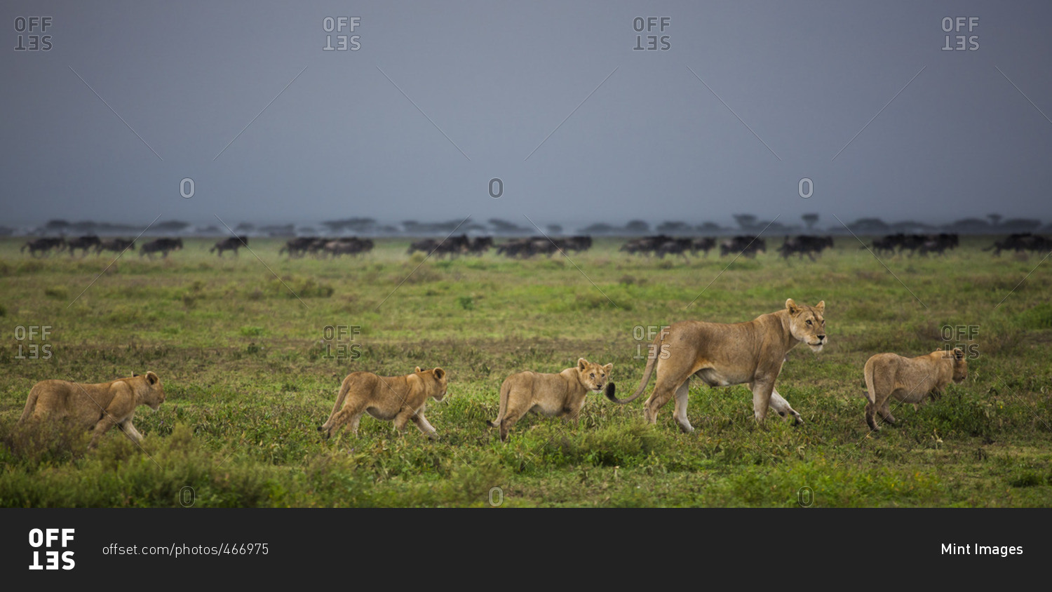 Lion and cubs crossing the grassland in the Serengeti National Park, Tanzania