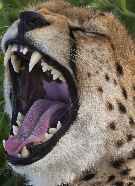 cheetah tongue up close