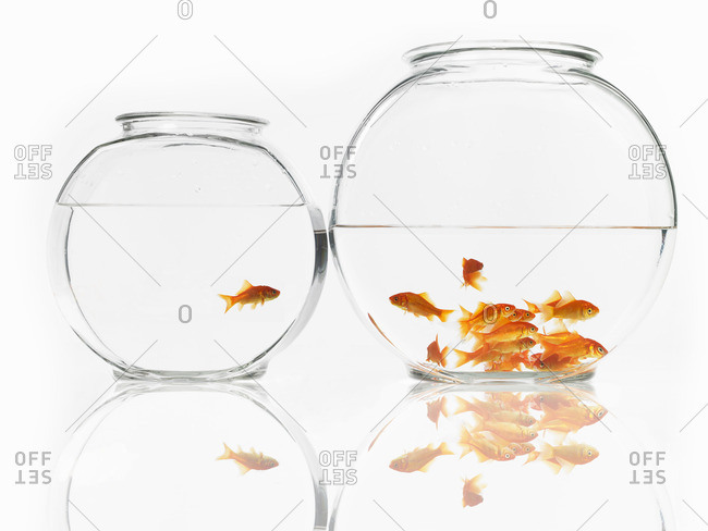 Goldfish swimming in a glass bowl, a single one in one bowl and a shoal in a bigger bowl