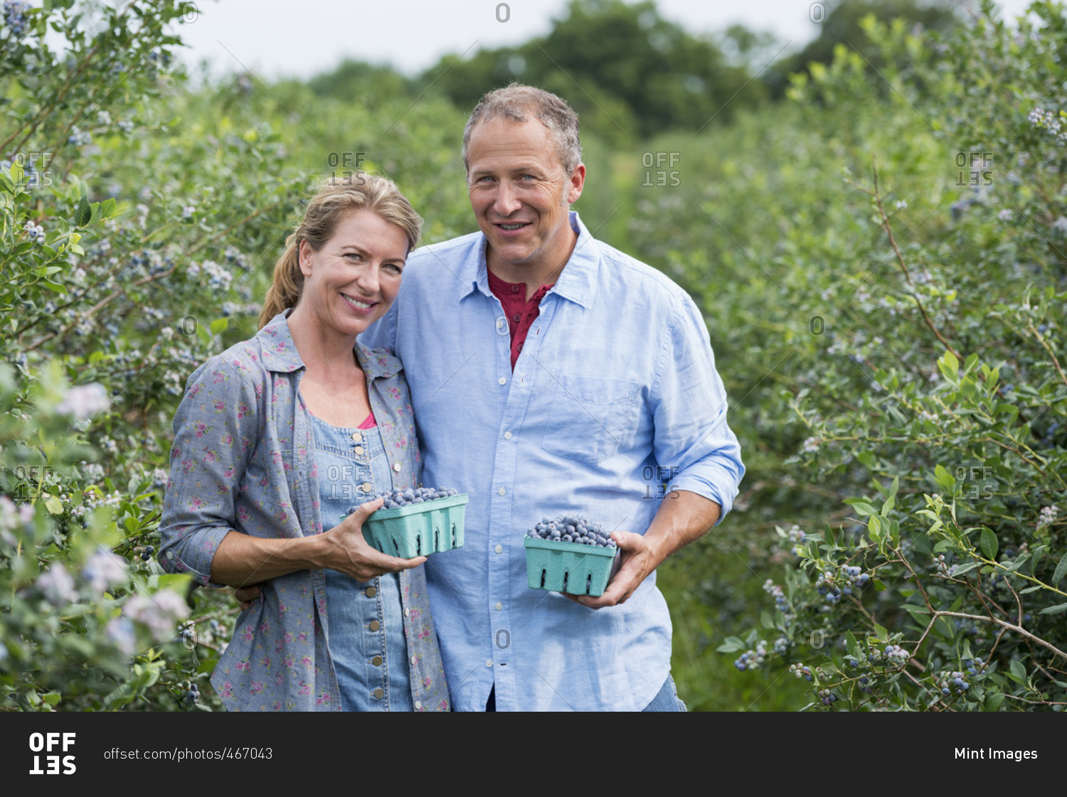 An organic fruit farm A mature couple picking the berry fruits from the bushes