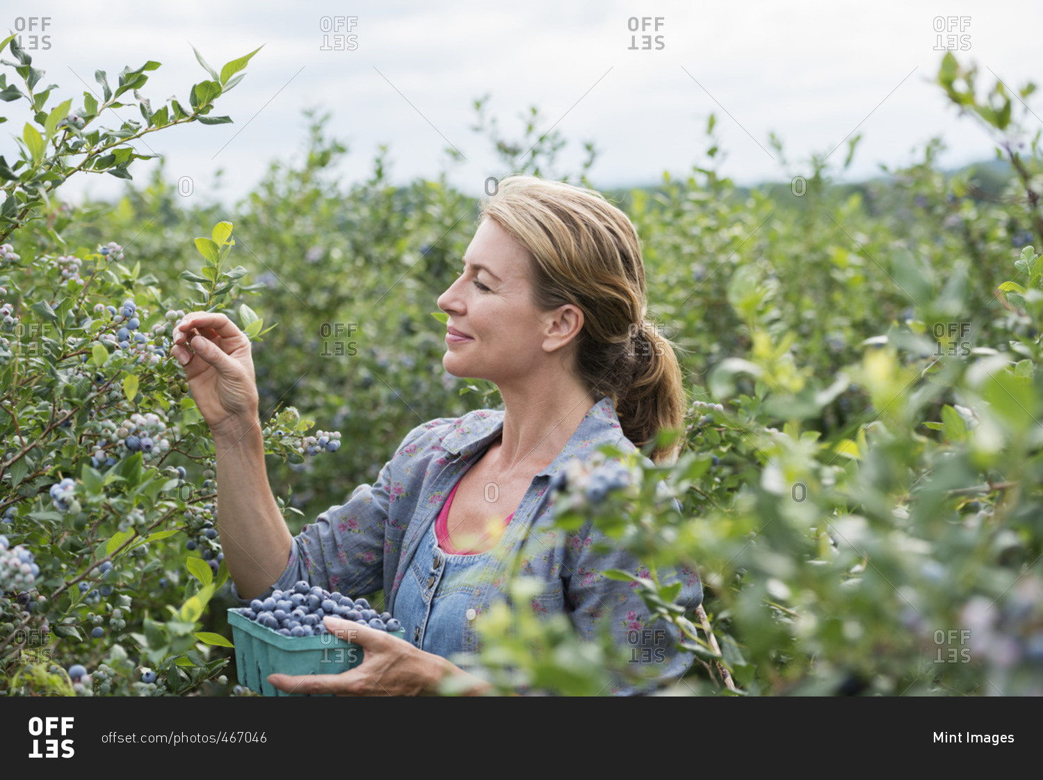 An organic fruit farm A woman picking the berry fruits from the bushes