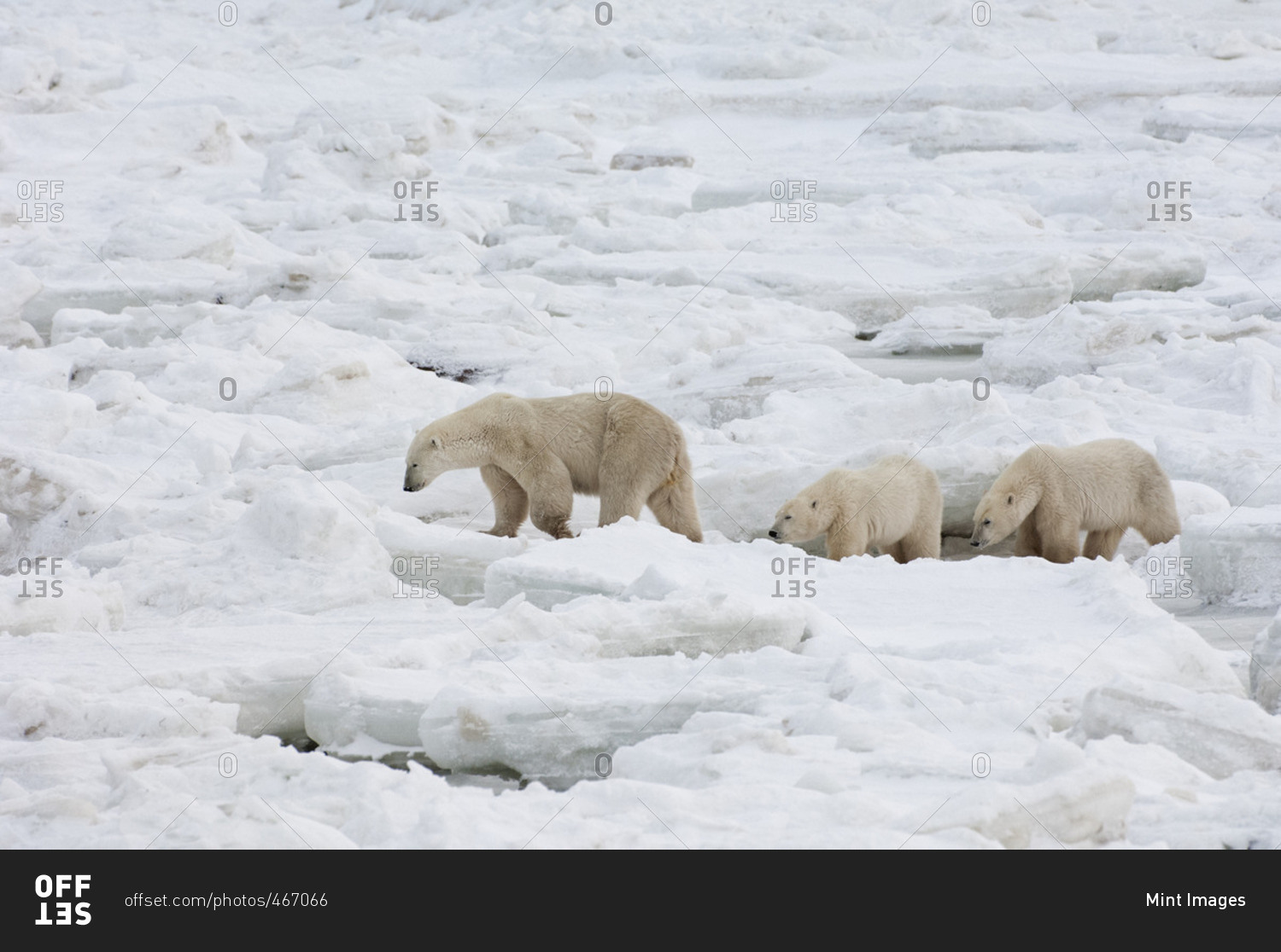 группа белый медведь. популяция белых медведей. морской медведь. белый медведь семейная пара. остров врангеля белые медведи.