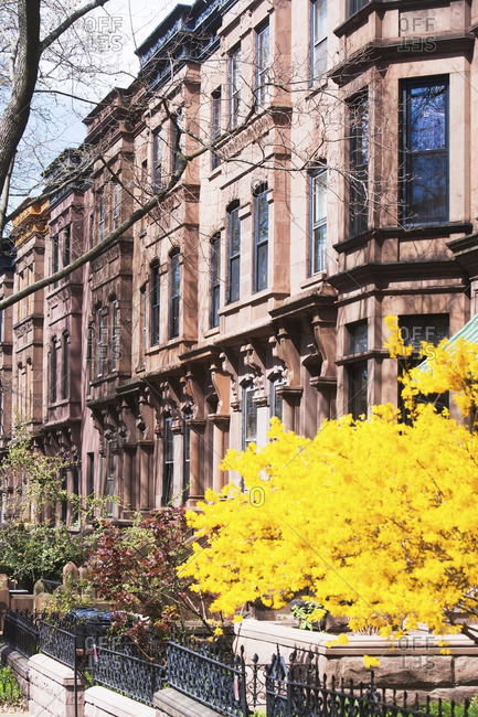USA, New York State, New York City, Brooklyn, Facade of townhouses and yellow tree in bloom