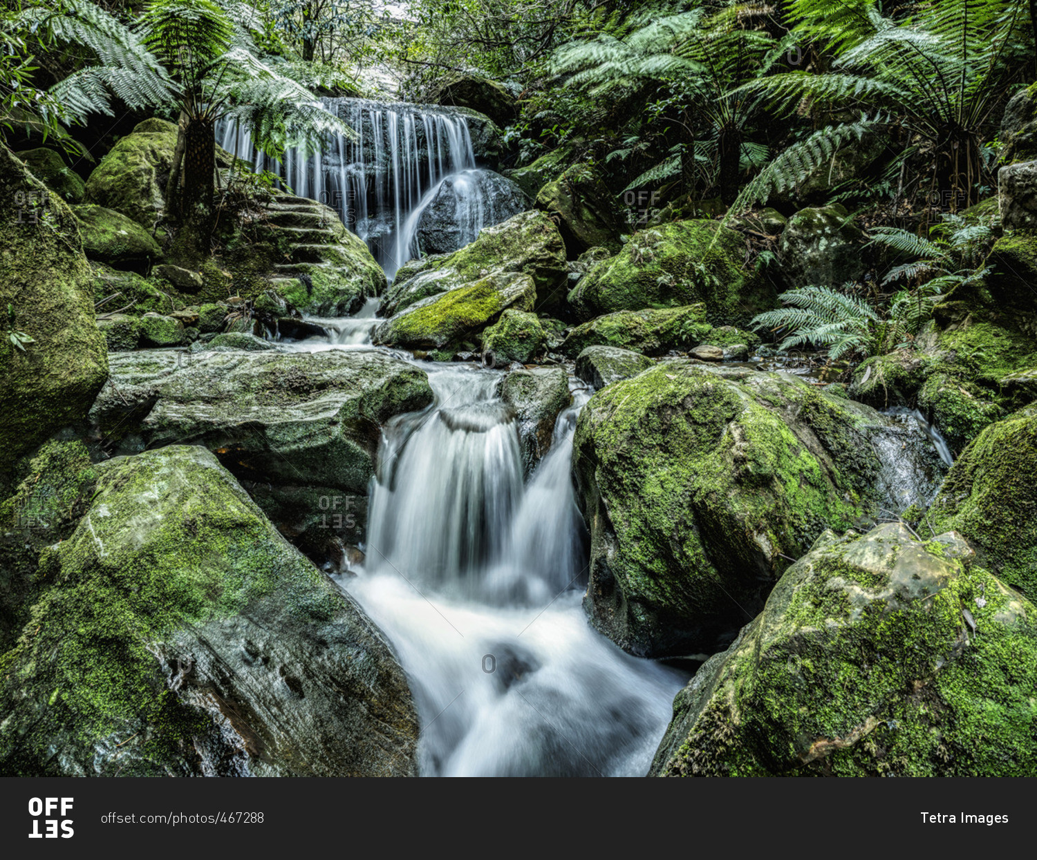 Australia, New South Wales, Katoomba, Leura Cascade in forest