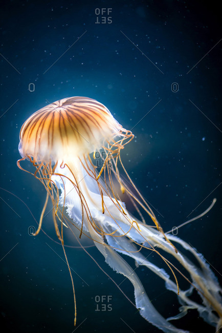 longest jellyfish tentacles