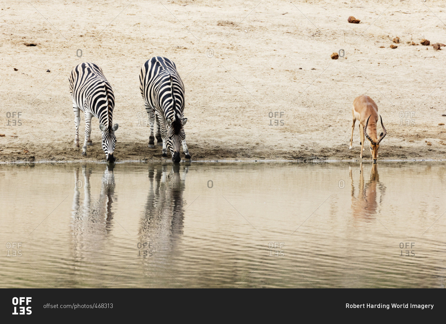 Burchell\'s Plains zebra (Equus quagga) drinking, Kruger National Park, South Africa, Africa