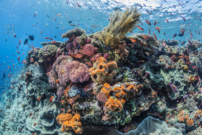  Coral  reef with tropical fish viewed underwater at Batu  