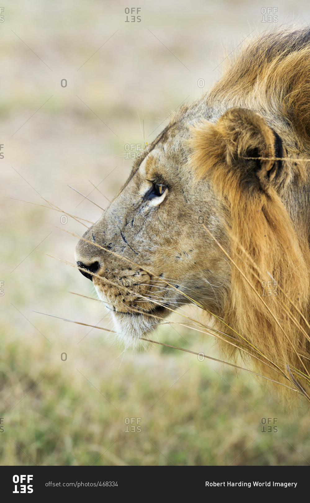 Side view of an African Lion (Panthera Leo), Zambia, Africa