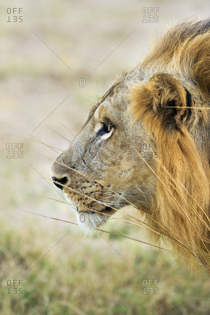 Side view of an African Lion (Panthera Leo), Zambia, Africa stock photo ...