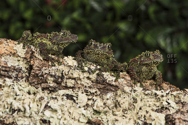 Mossy Frog Next To Moss Theloderma Corticale Stock Photo