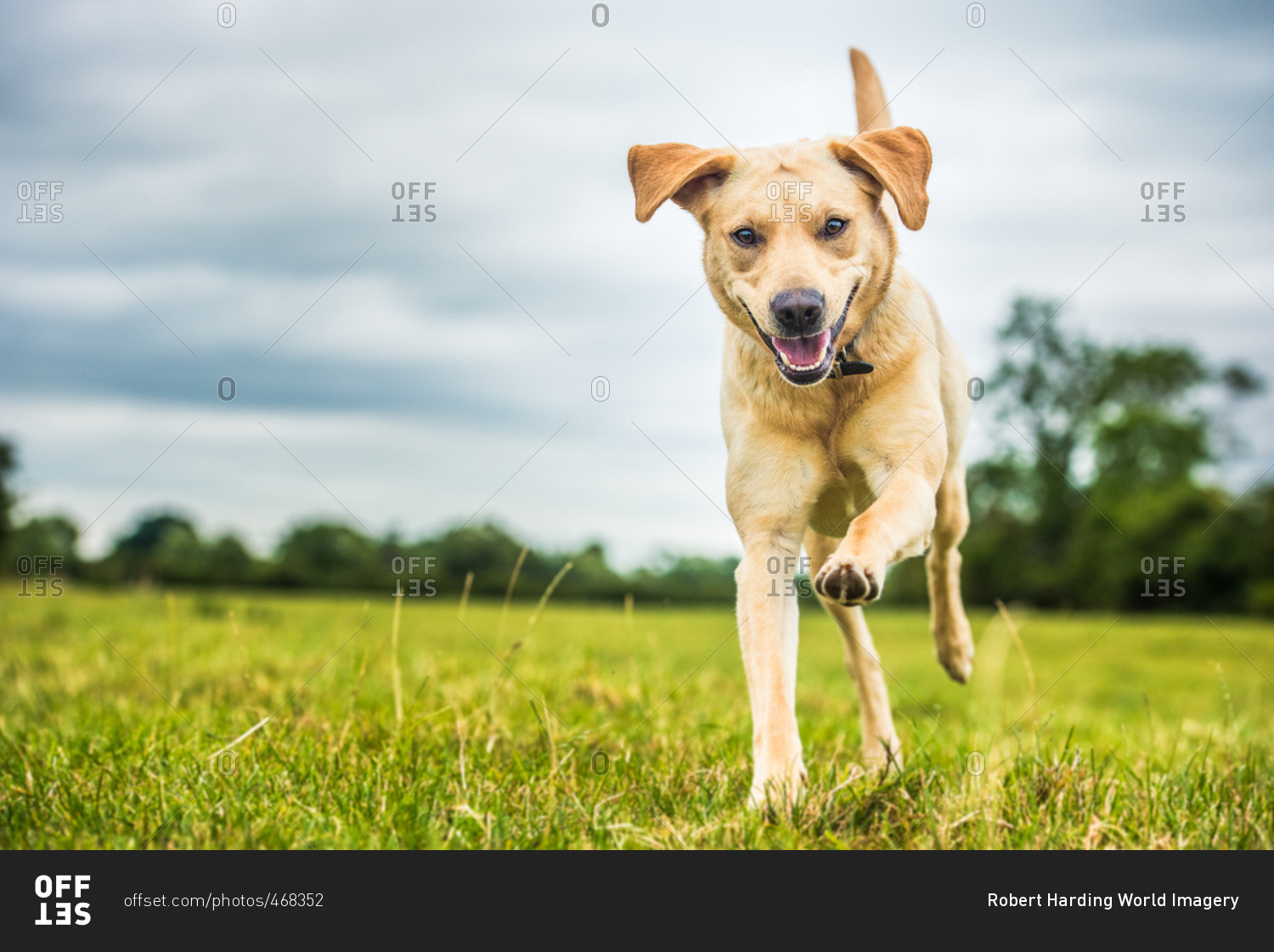 A golden Labrador dog, Oxfordshire, England, United Kingdom, Europe stock photo OFFSET