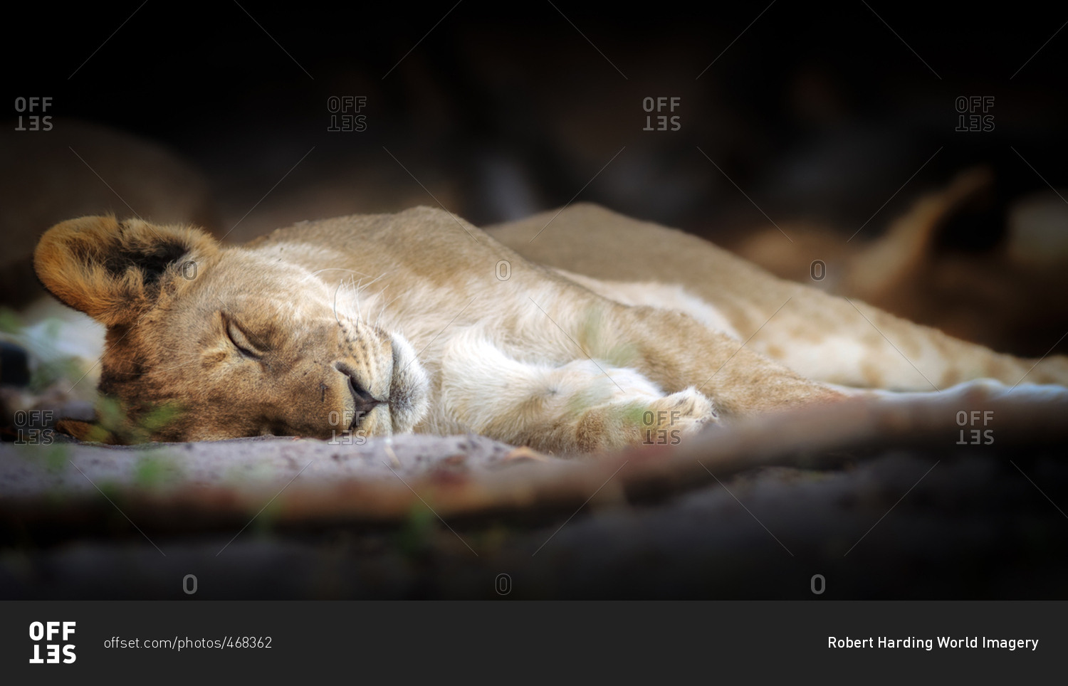 Sleeping lion перевод