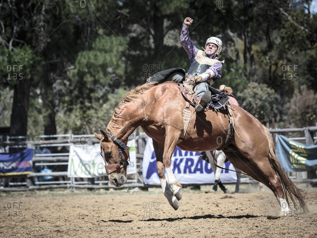 Boddington, Australia - November 5, 2016: Cowboy saddle bronc riding at rodeo