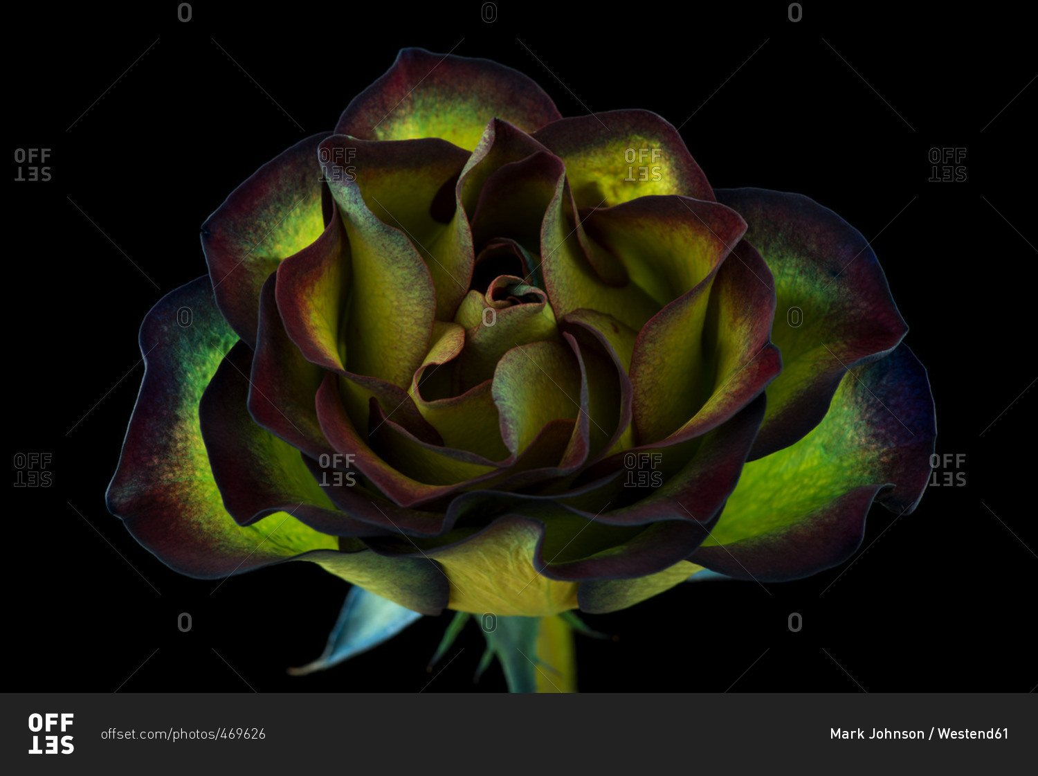 Green rose in front of black background