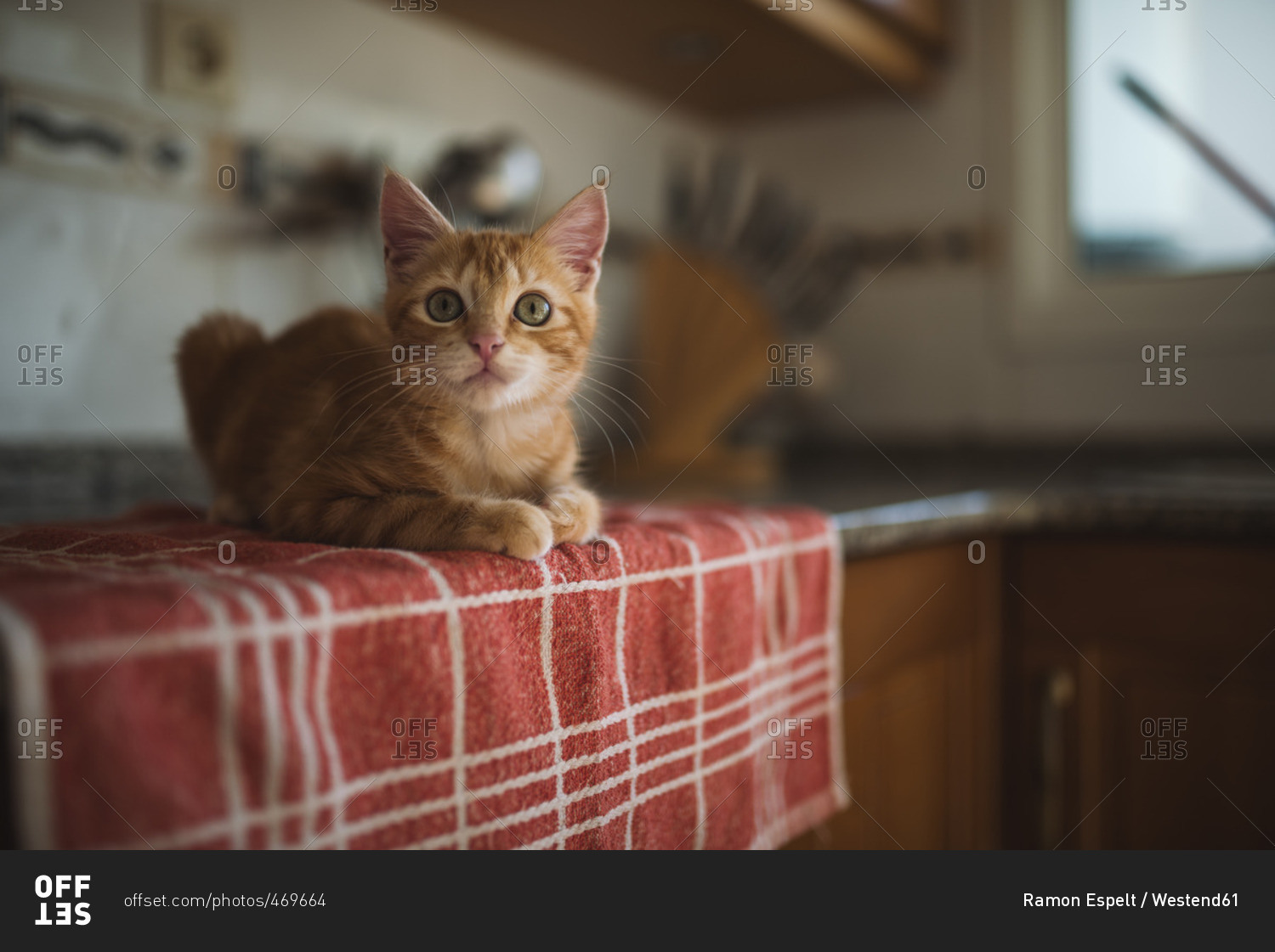 Portrait of kitten crouching on towel in the kitchen