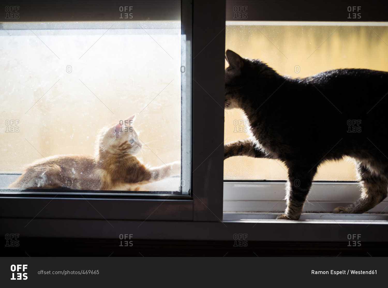 Kitten and adult cat playfighting on window sill