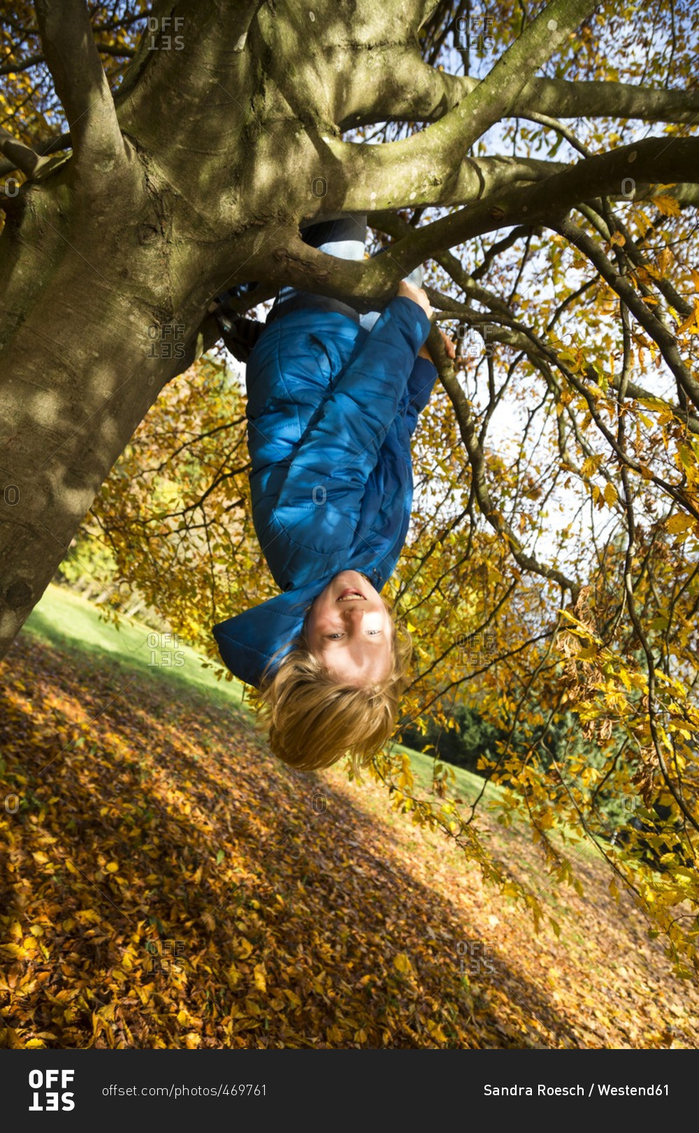Boy climbing on tree in autumn