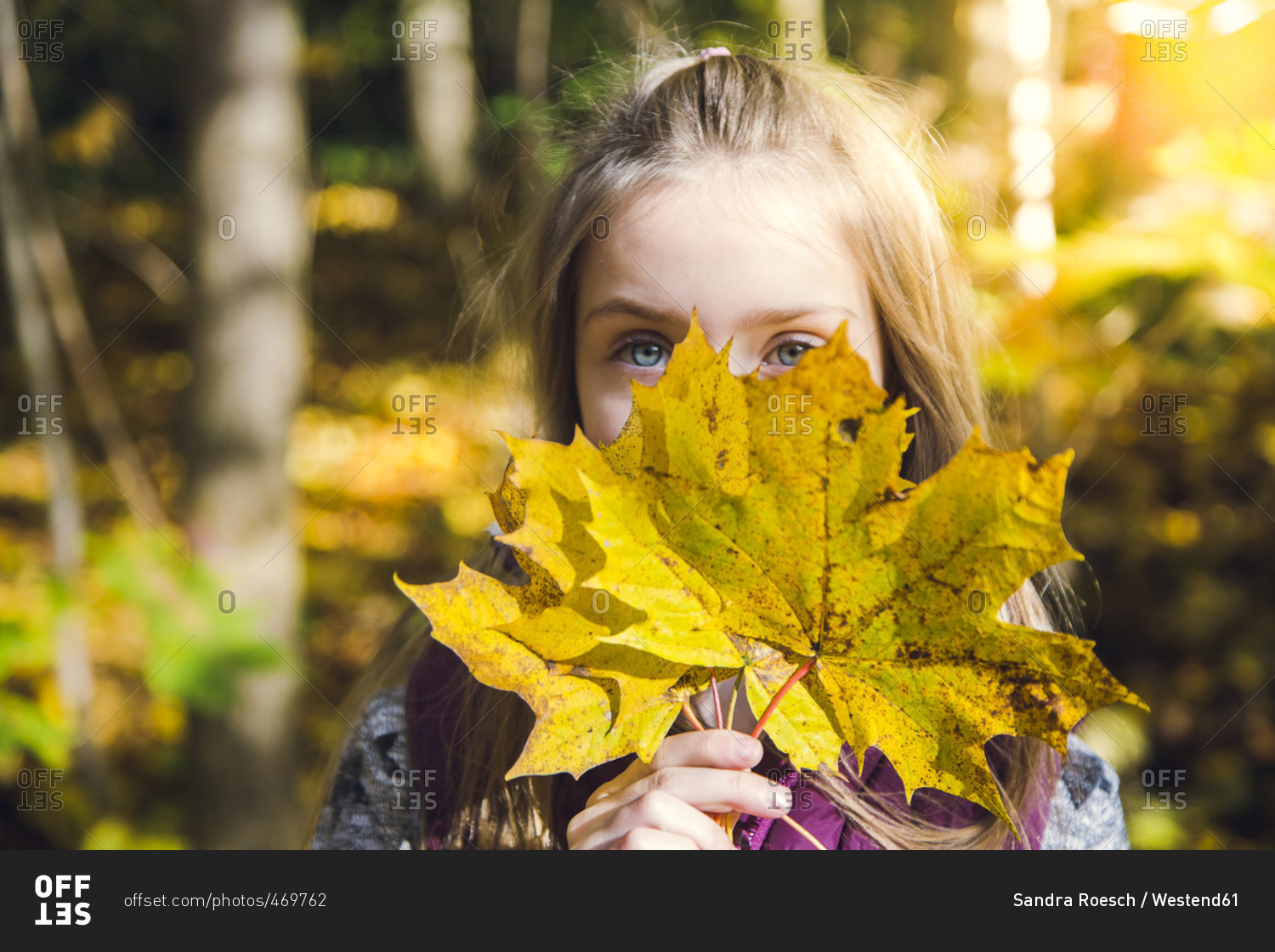 Little girl hiding her face behind  autumn leaves