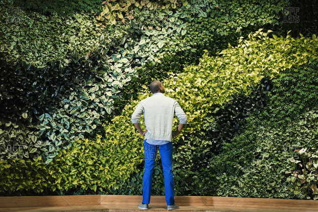 A young man standing in front of a wall covered in vines photo
